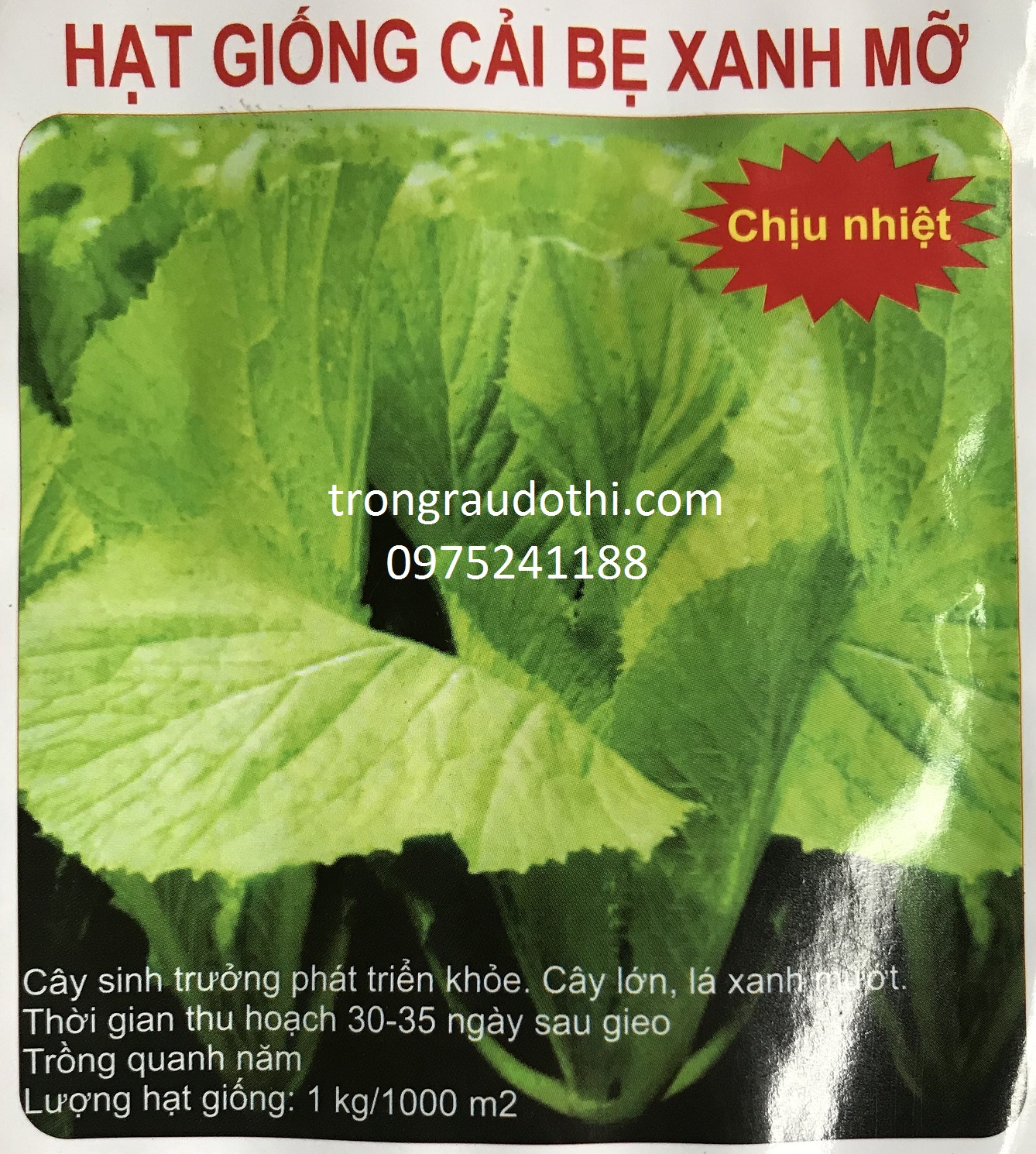 Hạt giống cải bẹ xanh mỡ